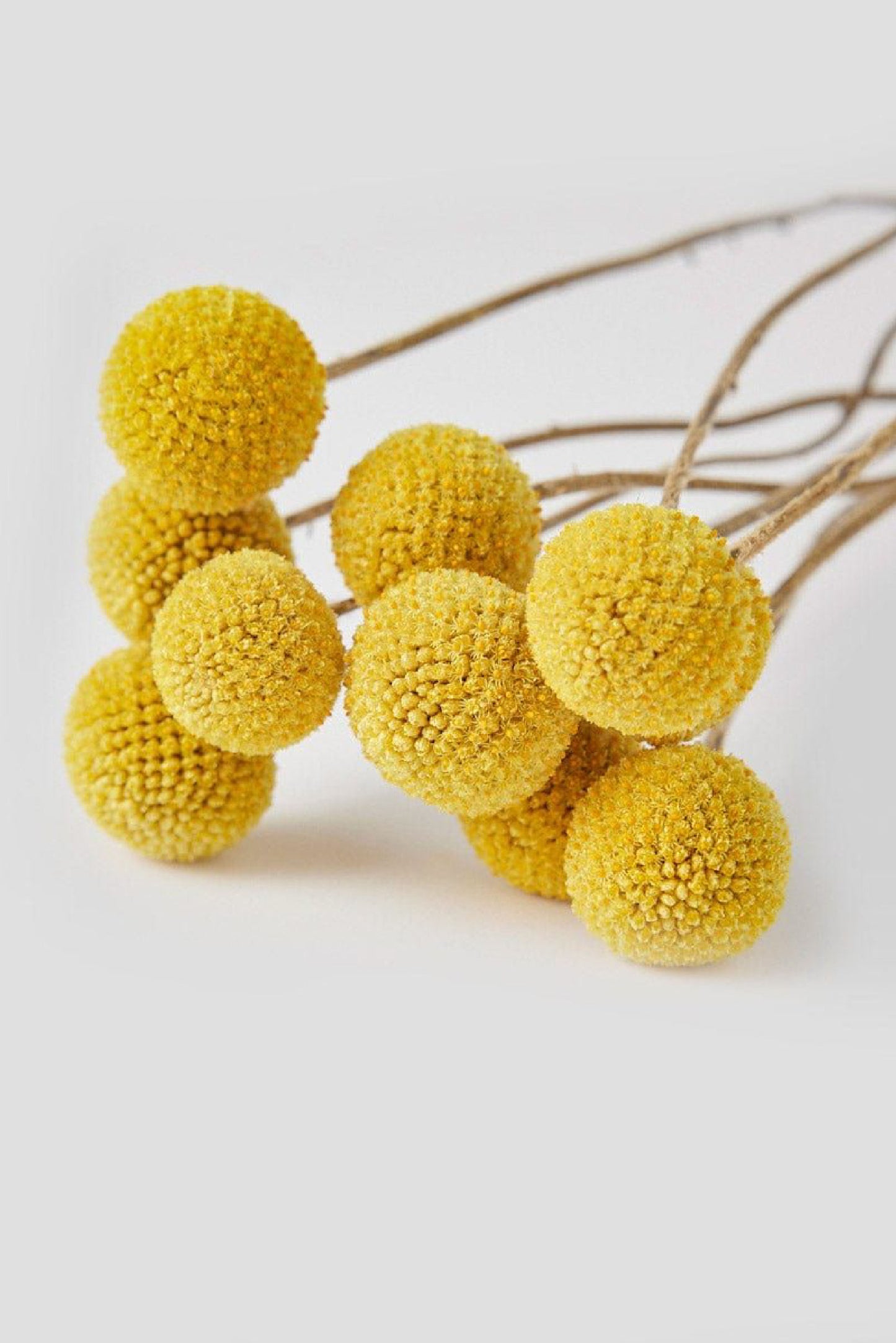Tallos de Craspedias